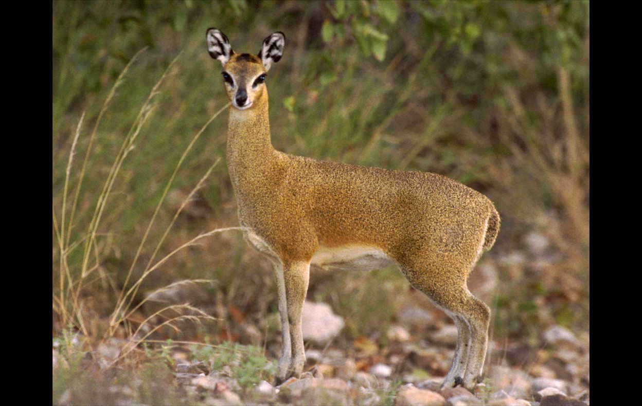 African Wildlife
