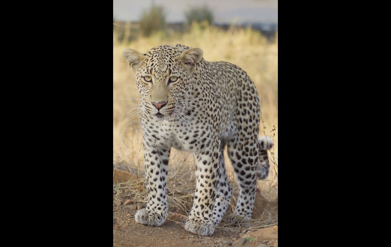 African Wildlife