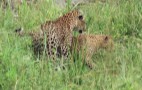 African Wildlife