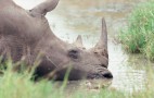 African Wildlife