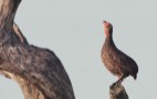 African Wildlife
