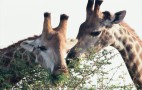 African Wildlife