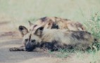 African Wildlife