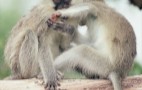 African Wildlife