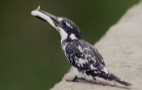 African Wildlife