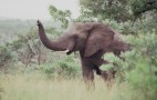 African Wildlife