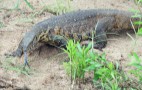 African Wildlife