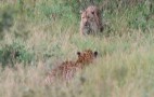 African Wildlife