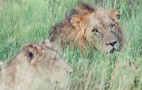 African Wildlife