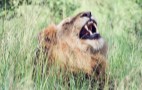 African Wildlife