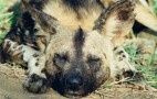 African Wildlife