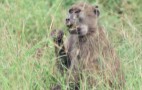African Wildlife