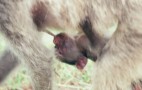 African Wildlife