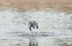 African Wildlife