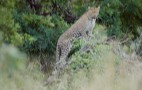 African Wildlife
