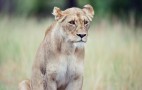 African Wildlife