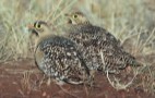 African Wildlife