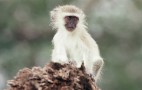 African Wildlife