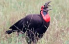 African Wildlife