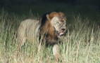 African Wildlife