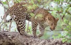 African Wildlife