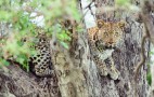 African Wildlife