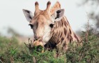 African Wildlife