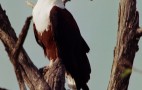 African Wildlife