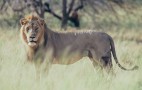 African Wildlife