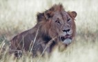 African Wildlife