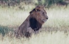 African Wildlife