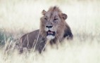 African Wildlife