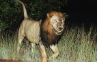 African Wildlife