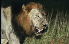 African Wildlife