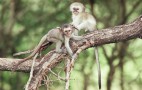 African Wildlife