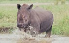 African Wildlife