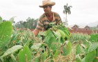 Cuba