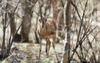Indian Wildlife