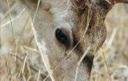 Indian Wildlife