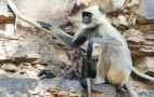Indian Wildlife