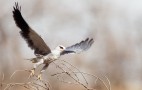 Indian Wildlife