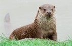 Otters