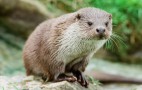 Otters