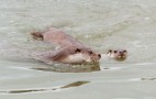 Otters