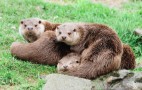 Otters