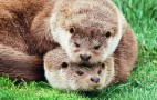 Otters