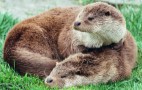 Otters