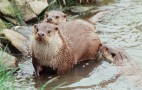 Otters