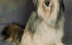 Pets & Animals