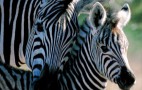 African Wildlife